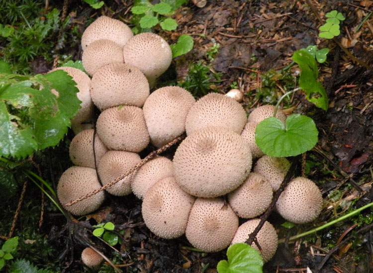 Lycoperdon e dintorni